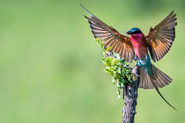 Bird Watching  