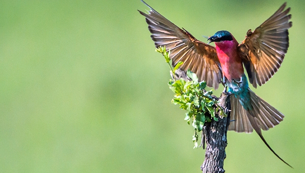 Bird Watching